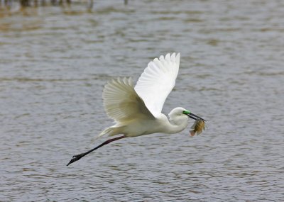 Great Egret 大白鷺