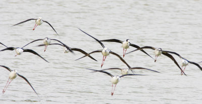 Black-winged stilt 黑翅長腳鷸