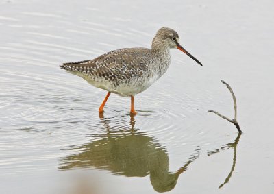 Spotted Redshank 鶴鷸