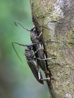 Long-horned Beetle 桃紅頸天牛 Aromia bungii