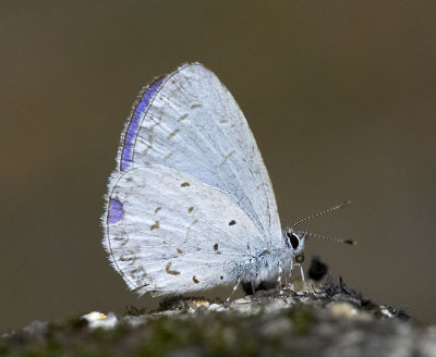 Pale Hedge Blue 珍貴嫵灰蝶 Udara dilecta