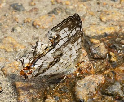 Common Mapwing 網絲蛺蝶 Cyrestis thyodamas