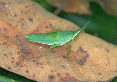 Long-headed Grasshopper 中華劍角蝗 Acrida cinerea