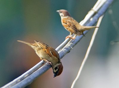 Eurasian Tree Sparrow 麻雀
