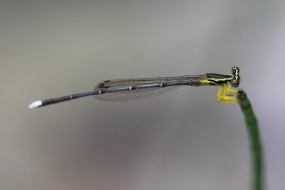 Yellow Featherlegs 黃狹扇蟌 Copera marginipes
