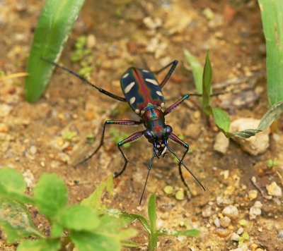 Blue-spotted Tiger Beetle 黃斑虎甲