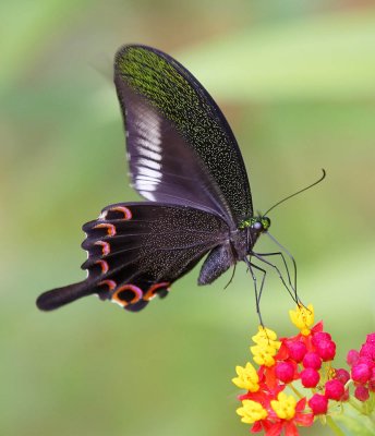 Paris Peacok 巴黎翠鳳蝶 Papilio paris