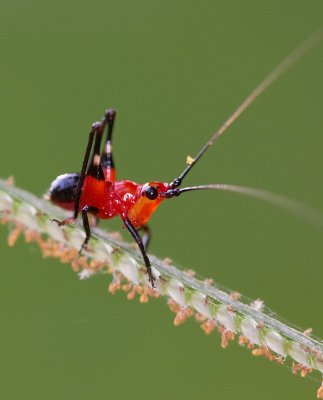 Grass Katydid 悅鳴草螽若蟲 Conocephalus melas, nymph