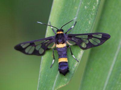 Common Wasp Moth 伊貝鹿蛾 Syntomoides imaon