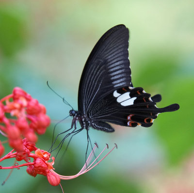 Red Helen 玉斑鳳蝶 Papilio Helenus