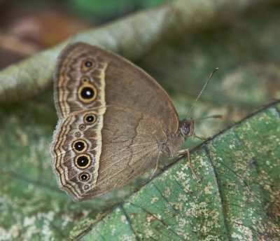 Dark-band Bush Brown pܲ  Mycalesis mineus