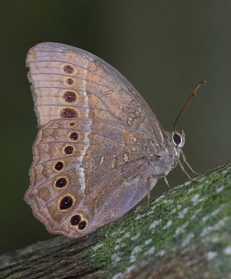 Muirhead's Labyrinth 蒙鏈蔭眼蝶 Neope muirheadii