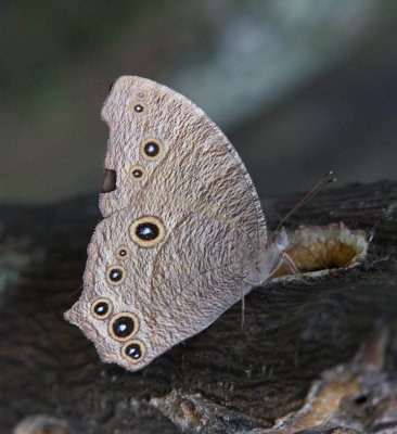 Common Evening Brown 暮眼蝶 Melanitis leda