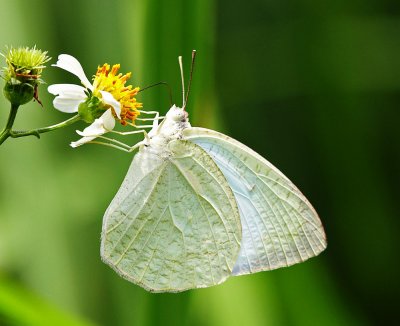 Mottled Emigrant 梨花遷粉蝶（濕季型）Catopsilia pyranthe