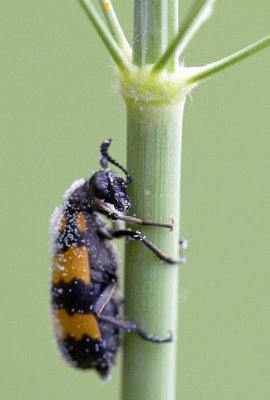 Large Yellow-banded Blister Beetle 大斑芫菁 Mylabris phalerata