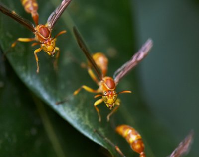 Paper Wasp 果馬蜂 Polistes olivaceus