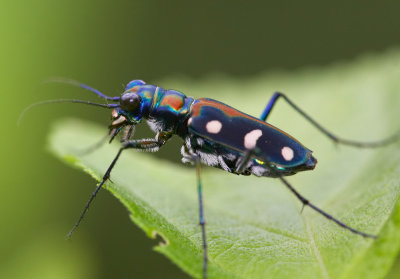 Blue-spotted Tiger Beetle 黃斑虎甲