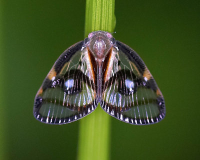 Ricanid Planthopper  眼紋疏廣蠟蟬 Euricania ocellus