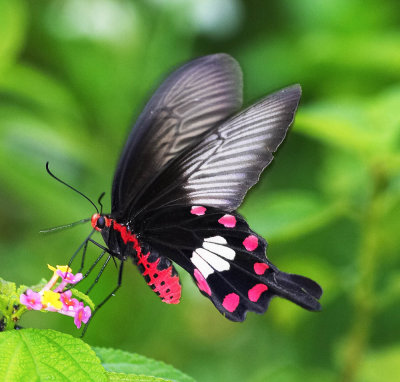 Common Rose 紅珠鳳蝶Pachliopta Aristolochiae