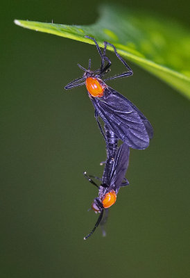 Sawfly 樟葉蜂 Mesoneura rufonota