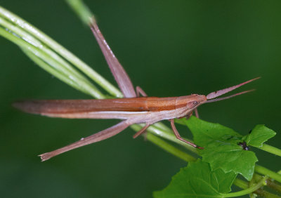 Slant-faced Grasshopper 白條長腹蝗 Leptacris vittata