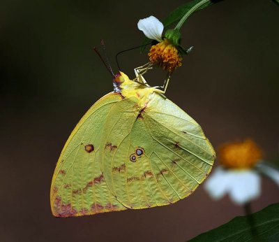 Lemon Emigrant 遷粉蝶（有紋型）Catopsilia pomona (Form pomona)