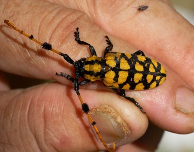 Long-horned Beetle 龜背簇天牛 Aristobia testudo