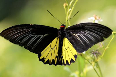 Common Birdwing (male) 裳鳳蝶Troides Helena