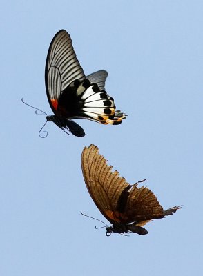 Great Mormon 美鳳蝶 Papilio memnon