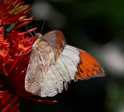 Great Orange Tip (male) 鶴頂粉蝶（雄） Hebomoia glaucippe