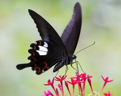 Red Helen 玉斑鳳蝶 Papilio Helenus