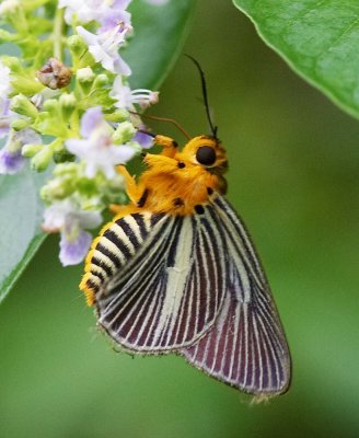 Pale Awlet 白傘弄蝶 Bibasis gomata