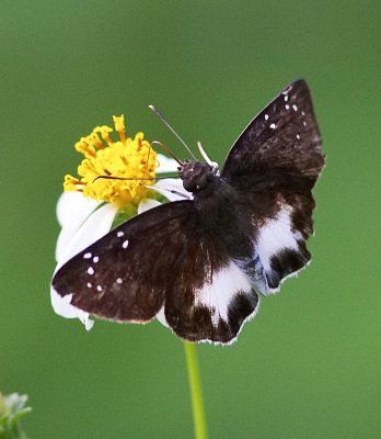 Water Snow Flat 沾邊裙弄蝶 Tagiades litigiosus