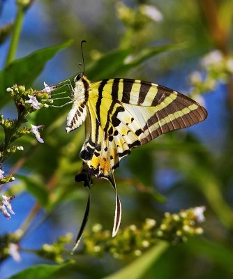 Five-bar Swordtail 綠鳳蝶 Pathysa antiphates