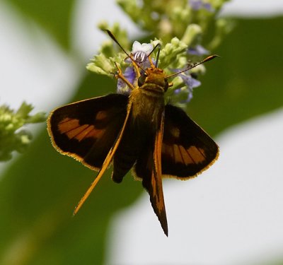 Hainan Palm Dart 黑脈長標弄蝶 Telicota besta