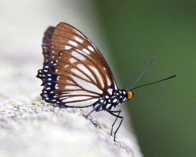 Euripus nyctelius (male) 芒蛺蝶（雄）