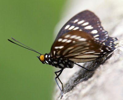 Euripus nyctelius 芒蛺蝶