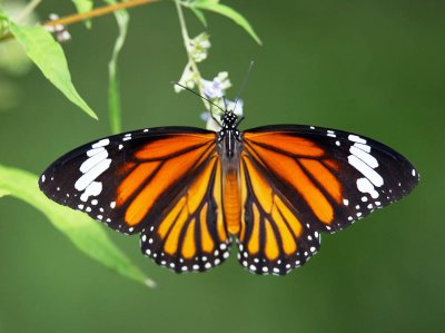 Common Tiger 虎斑蝶 Danaus genutia