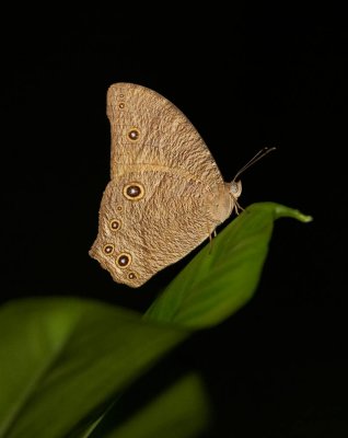 Common Evening Brown 暮眼蝶 Melanitis leda