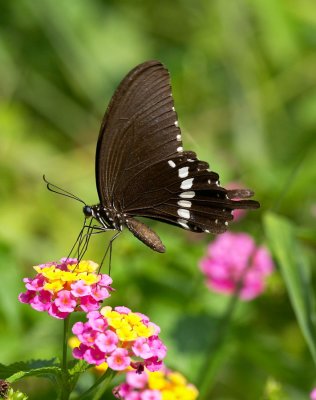 Common Mormon 玉帶鳳蝶 Papilio Polytes (Form mandane)