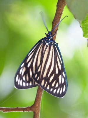 Black-veined Burnet Moth 蝶形錦斑蛾 Cyclosia papilionaris