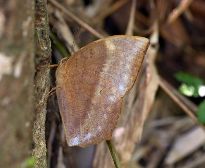 Amathusiidae (Duffer, Faun) 環蝶