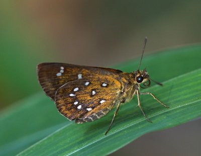 Shiny-spotted Bob 旖弄蝶 Isoteinon lamprospilus