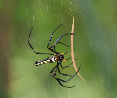 Large Woodland Spider 毛絡新婦蛛 Nephila pilipes