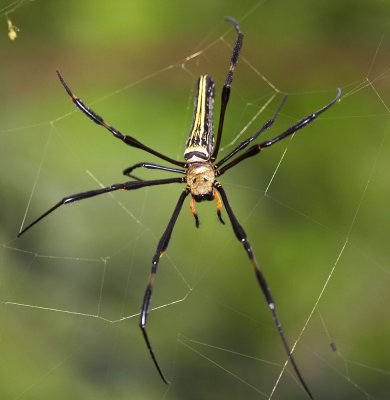 Large Woodland Spider 毛絡新婦蛛 Nephila pilipes