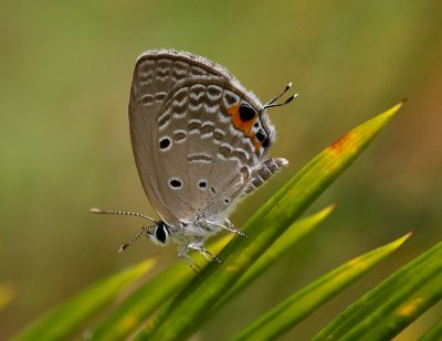 Plains Cupid 曲紋紫灰蝶 Chilades pandava