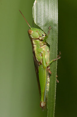 Rice Grasshopper 蔗蝗 Hieroglyphus sp.