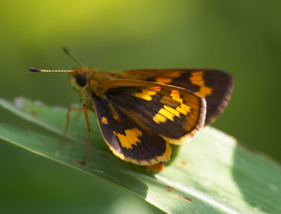 Chinese Dart 孔子黃室弄蝶 Potanthus confucius