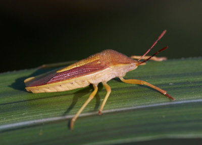 Miscanthus Shield Bug, Megarrhamphus hastatus