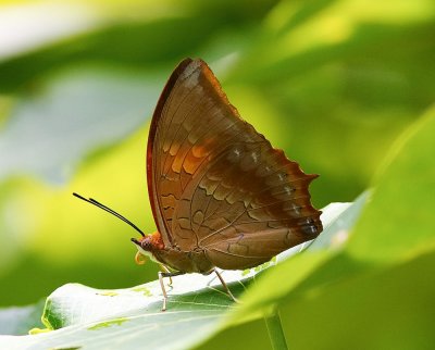 Tawny Rajah 白帶螯蛺蝶 Charaxes bernardus (form bernardus)